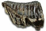 Fossil Woolly Mammoth Molar - Siberia #260363-4